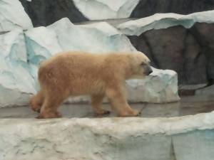 動物園_ホッキョクグマ