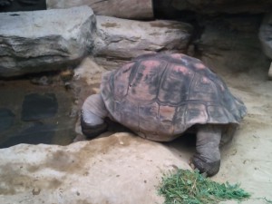 動物園_カメ