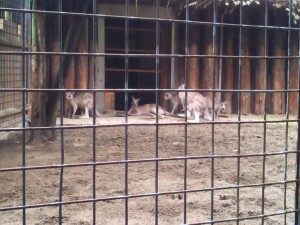 動物園_カンガルー