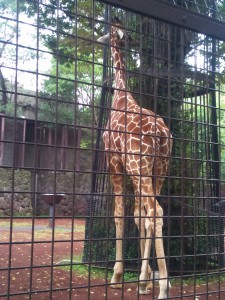 動物園_キリン