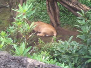 動物園_ライオン