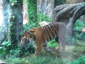 動物園_トラ