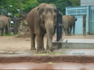 動物園_ゾウ