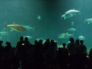 水族館_マグロ